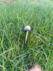 Coprinus comatus