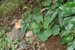 Pelargonium inquinans