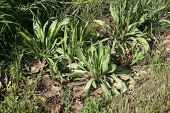 Plantago lanceolata