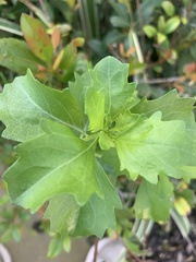 Baccharis halimifolia