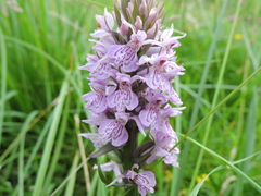 Dactylorhiza maculata