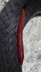 Pentastomida