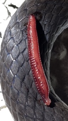 Pentastomida