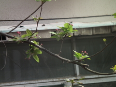 Malus micromalus