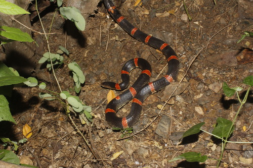 Photo of a Mexican Long-nosed Snake (Rhinocheilus antonii)
