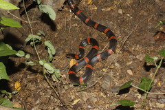 Rhinocheilus antonii