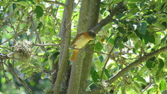 Pachyramphus validus