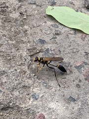 Sceliphron asiaticum