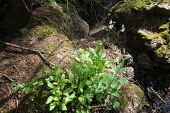 Primula pauciflora pauciflora