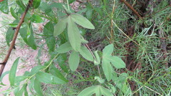 Passiflora tucumanensis