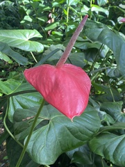 Anthurium andraeanum