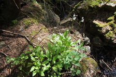 Primula pauciflora pauciflora