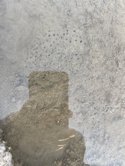 Polycyathus verrilli