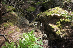 Primula pauciflora pauciflora