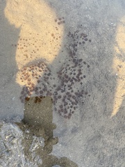 Polycyathus verrilli