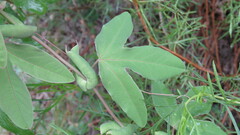 Passiflora tucumanensis