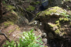 Primula pauciflora pauciflora