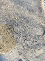 Polycyathus verrilli