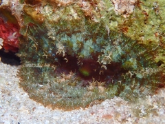 Discosoma carlgreni