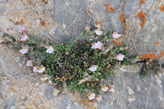 Chaenorhinum origanifolium crassifolium