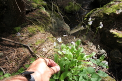 Primula pauciflora pauciflora