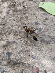 Sceliphron asiaticum
