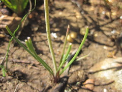 Lachenalia polyphylla