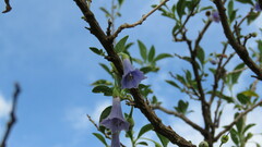 Eriolarynx australis