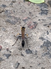 Sceliphron asiaticum