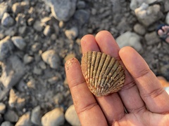 Tegillarca granosa