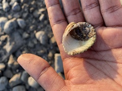 Tegillarca granosa