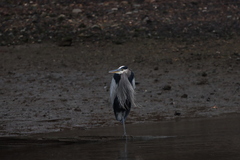 Ardea herodias