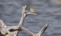 Zosterops simplex simplex