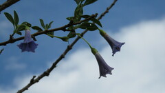 Eriolarynx australis