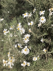 Chiliotrichum diffusum