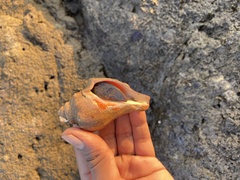 Volegalea cochlidium