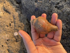 Volegalea cochlidium