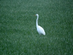 Ardea alba