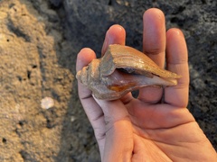 Volegalea cochlidium