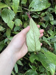 Columnea