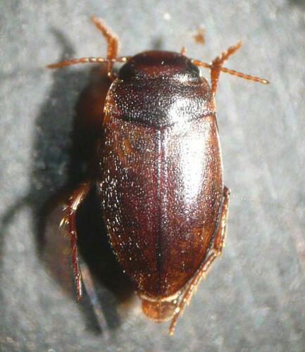 Hydroporus ferrugineus · iNaturalist United Kingdom