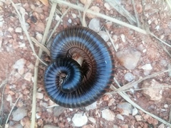 Archispirostreptus syriacus