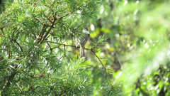 Serpophaga griseicapilla