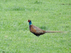 Phasianus colchicus