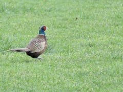 Phasianus colchicus