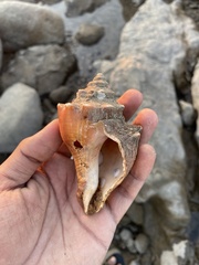 Volegalea cochlidium