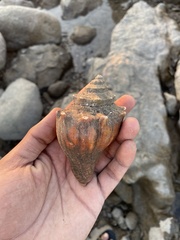 Volegalea cochlidium