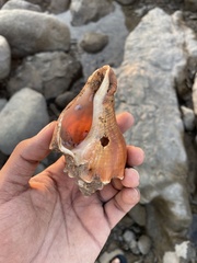 Volegalea cochlidium