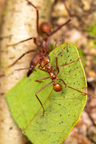 Hairy-headed leafcutter ant