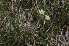 Primula pauciflora